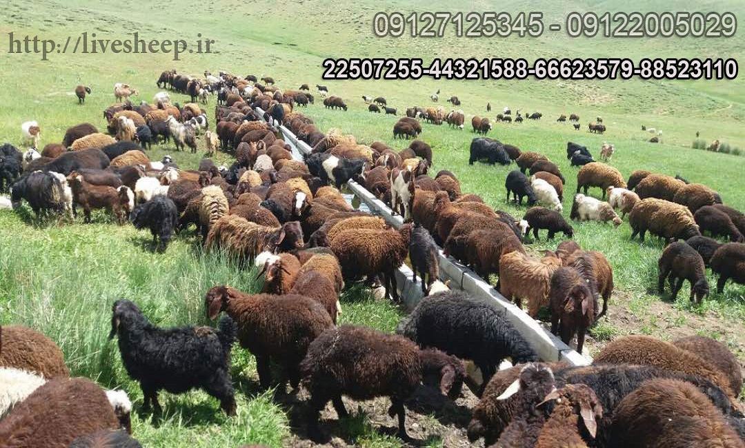 خرید گوسفند زنده